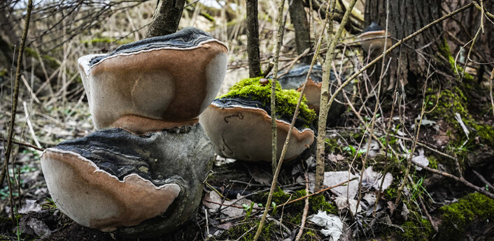 Große Fruchtkörper des Gewöhnlichen Feuerschwamms. Foto: Linus Koch