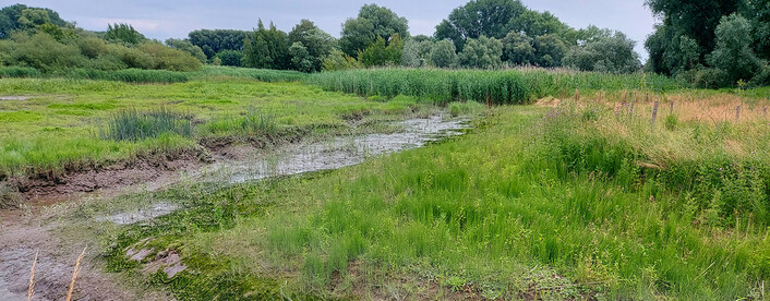 Priel und Wattfläche an der Wedeler Au. Foto SLE