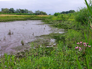 Blänke mit Schwanenblume. Foto SLE