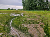 Priel an der Wedeler Au. Foto SLE