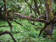 Dicht bewachsener Priel im Naturschutzgebiet Heuckenlock